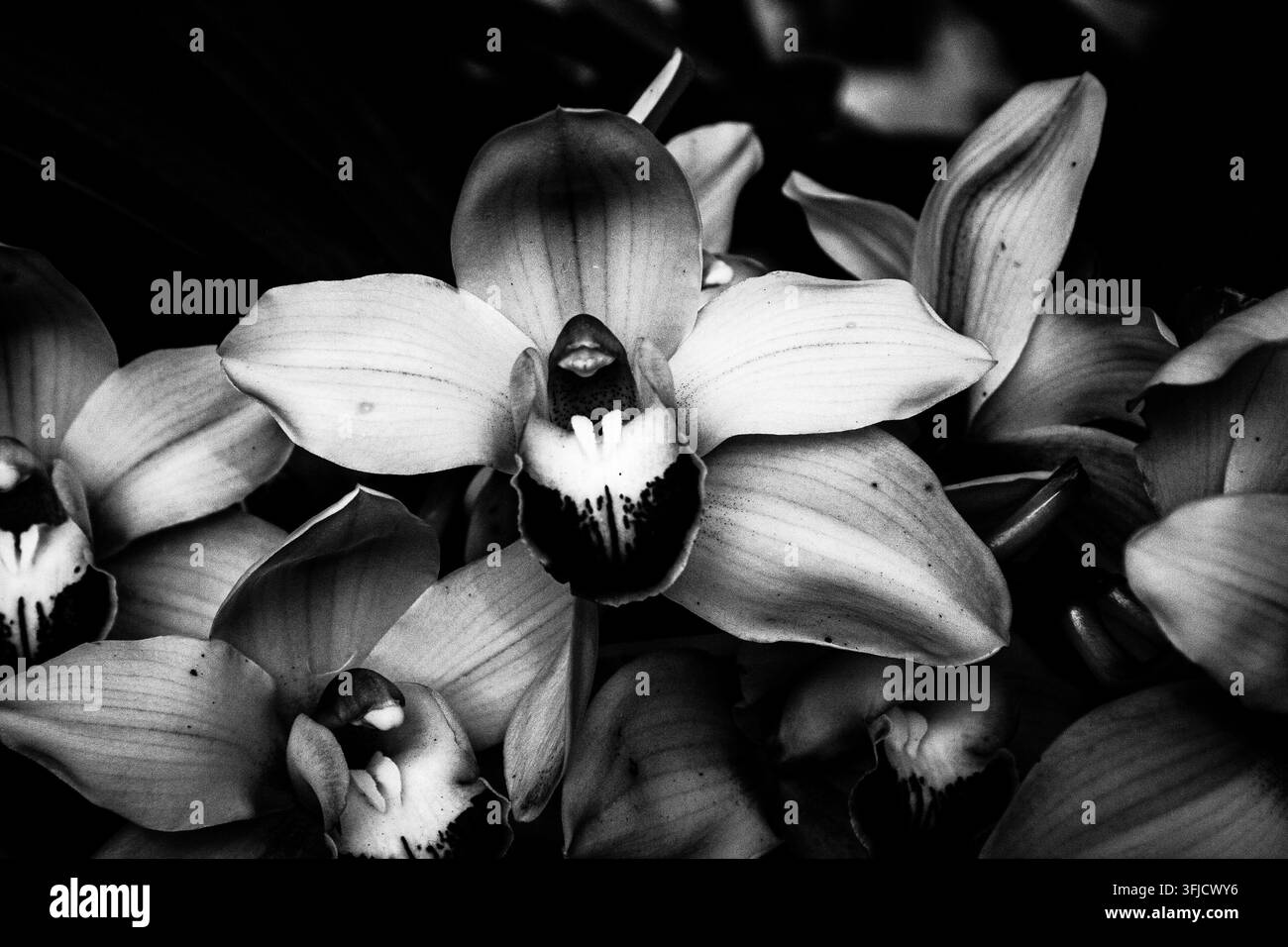 Close-up d'une orchidée en floraison à la réserve naturelle de Baylands à Palo Alto, en Californie. Banque D'Images