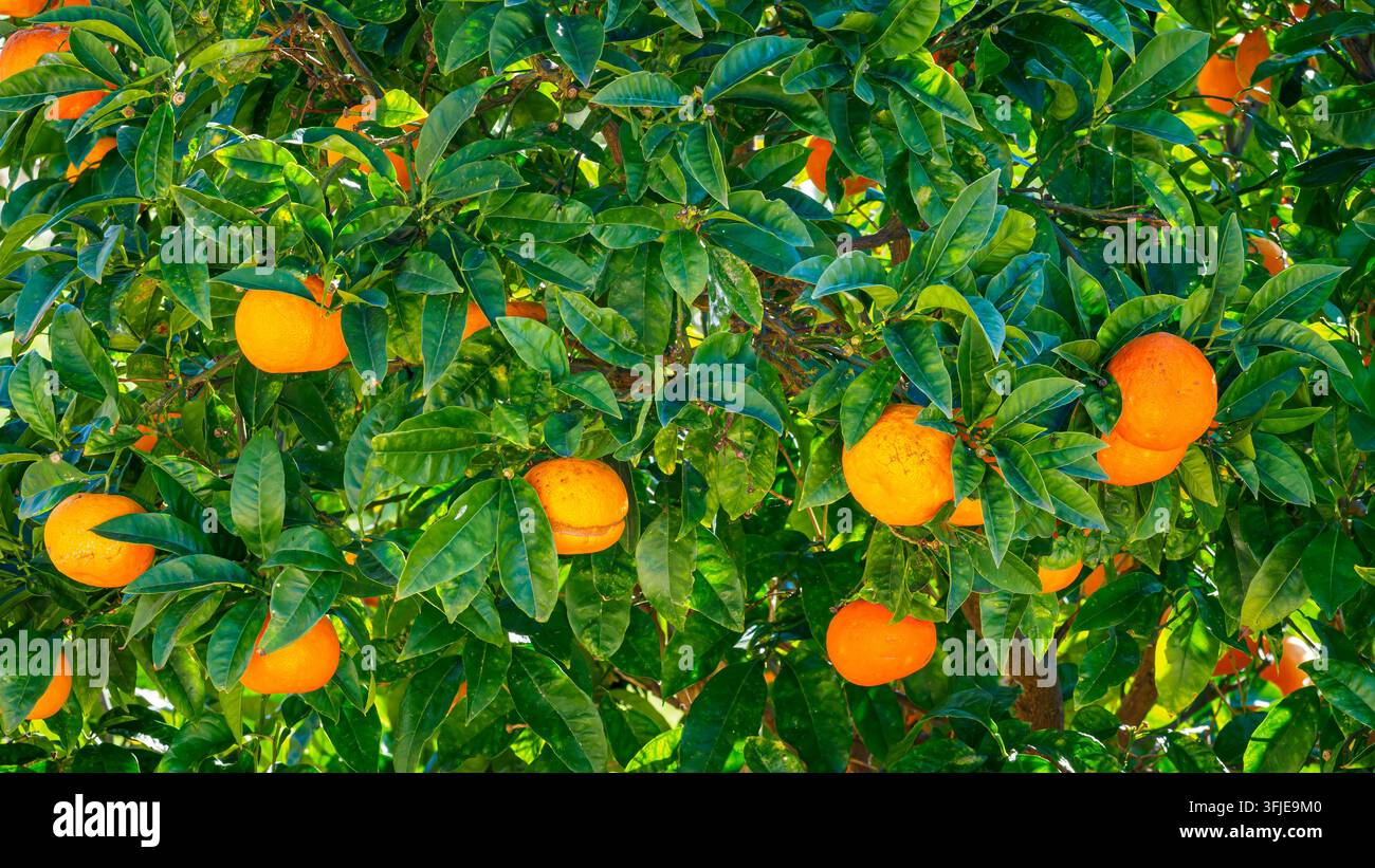Des fruits ronds et orange suspendus parmi des feuilles vertes sur un arbre citronnier Banque D'Images