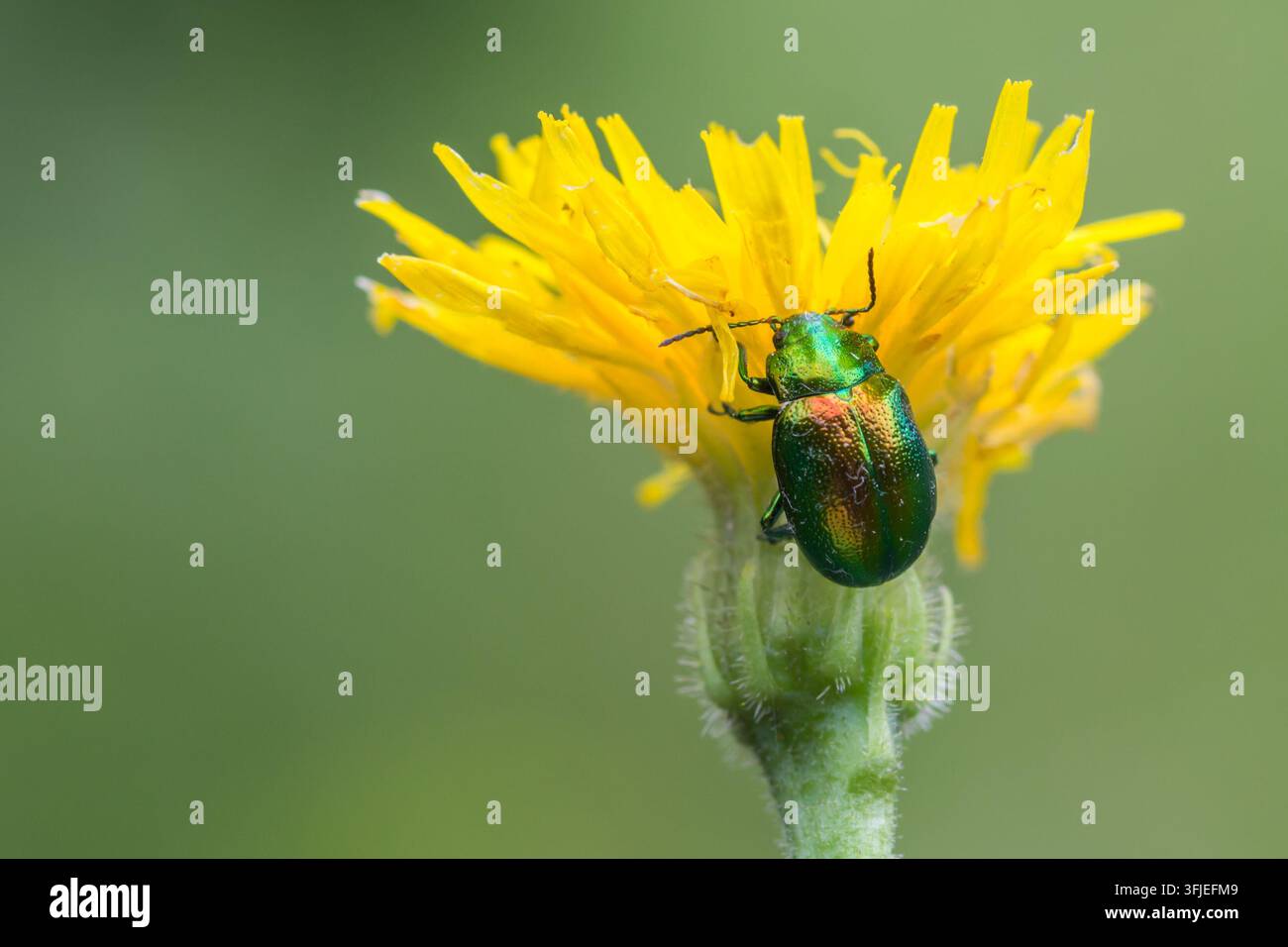 Coccinelle dorée (Cryptocephalus sericeus) reposant sur une fleur de pissenlit jaune. Banque D'Images