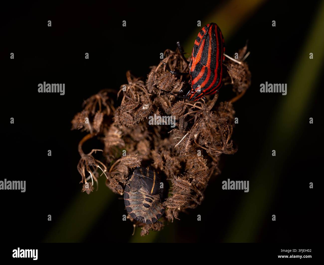 Portrait rapproché d’un scarabée à bouclier rayé reposant sur une tête de graine séchée. Le motif noir et rouge frappant crée une biodiversité très reconnaissable Banque D'Images