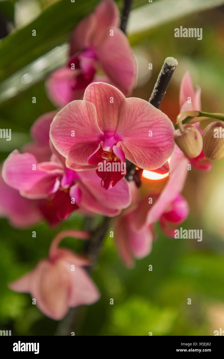 Angleterre, Hampshire, Test Valley, Stockbridge, Houghton Lodge Gardens, Jardin avec des orchidées en fleurs Banque D'Images