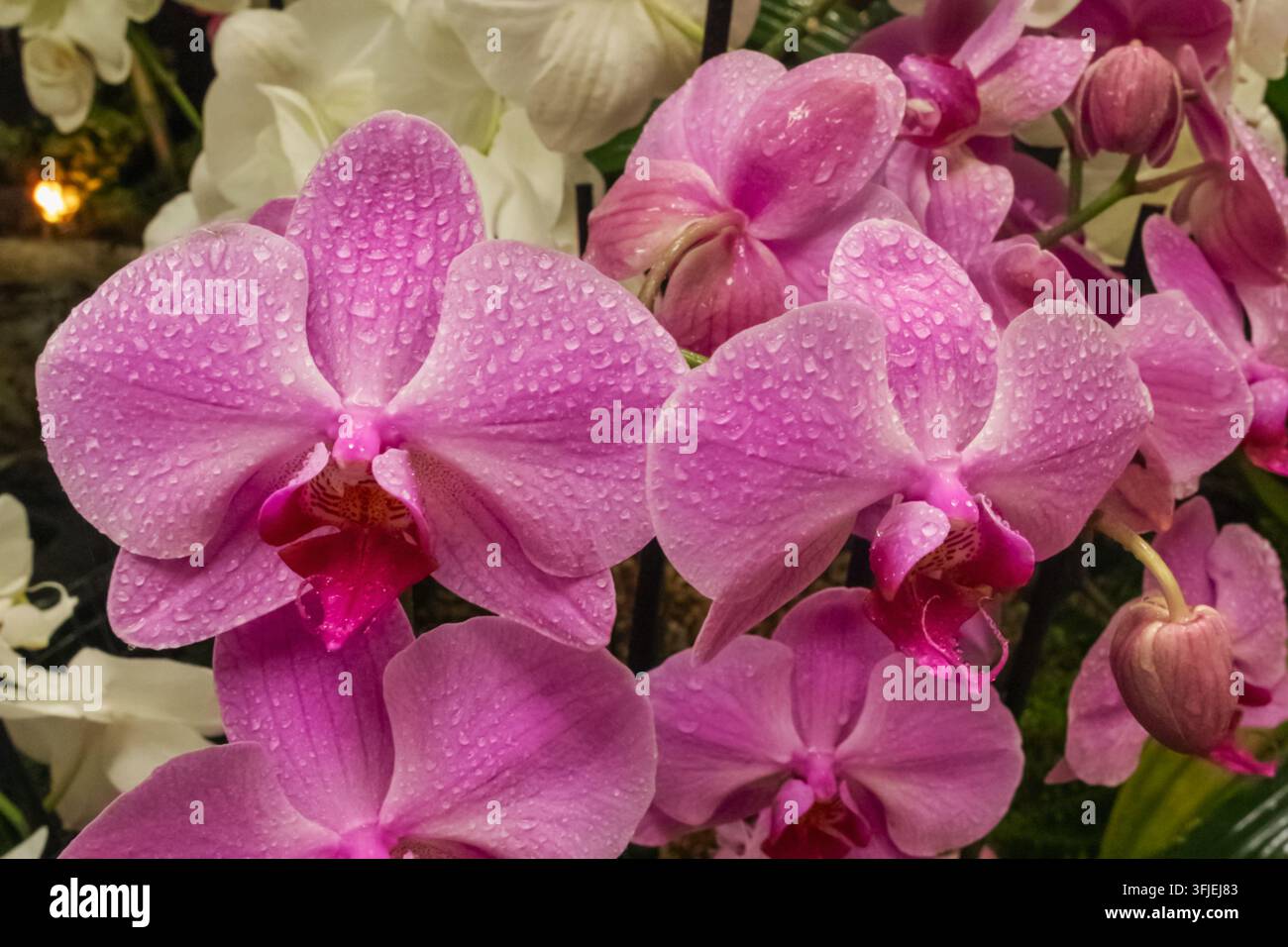 Angleterre, Hampshire, Test Valley, Stockbridge, Houghton Lodge Gardens, Jardin avec des orchidées en fleurs Banque D'Images