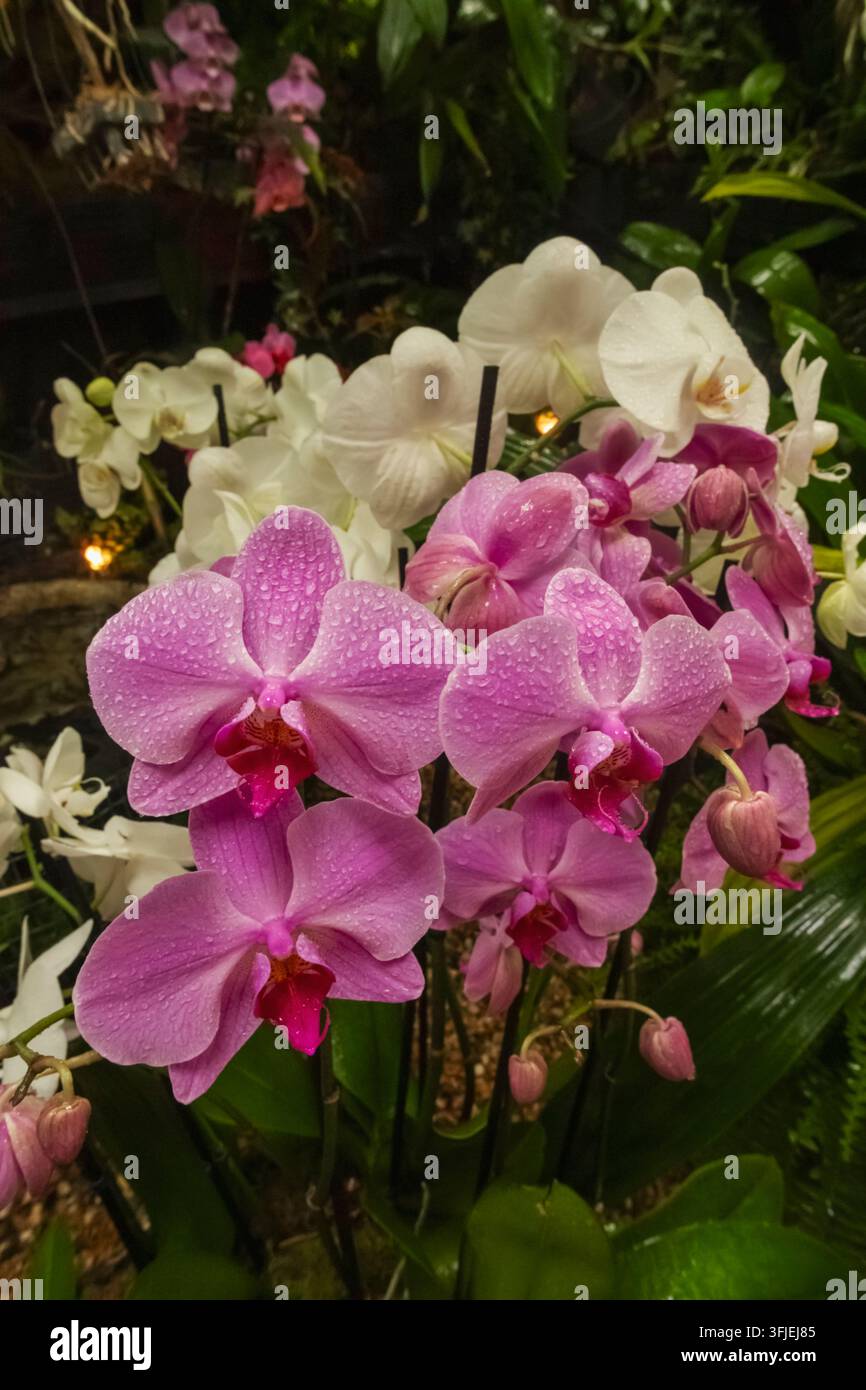 Angleterre, Hampshire, Test Valley, Stockbridge, Houghton Lodge Gardens, Jardin avec des orchidées en fleurs Banque D'Images