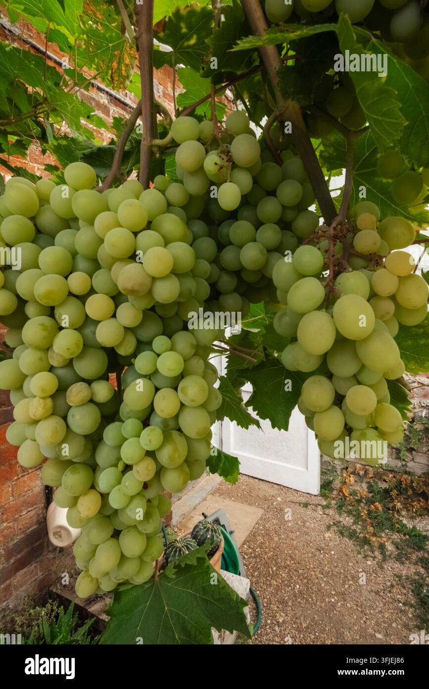 Angleterre, Hampshire, Test Valley, Stockbridge, Houghton Lodge Gardens, Raisins sur la vigne Banque D'Images
