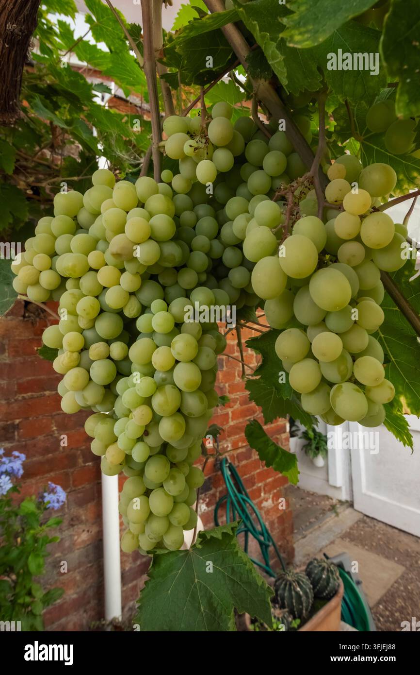 Angleterre, Hampshire, Test Valley, Stockbridge, Houghton Lodge Gardens, Raisins sur la vigne Banque D'Images