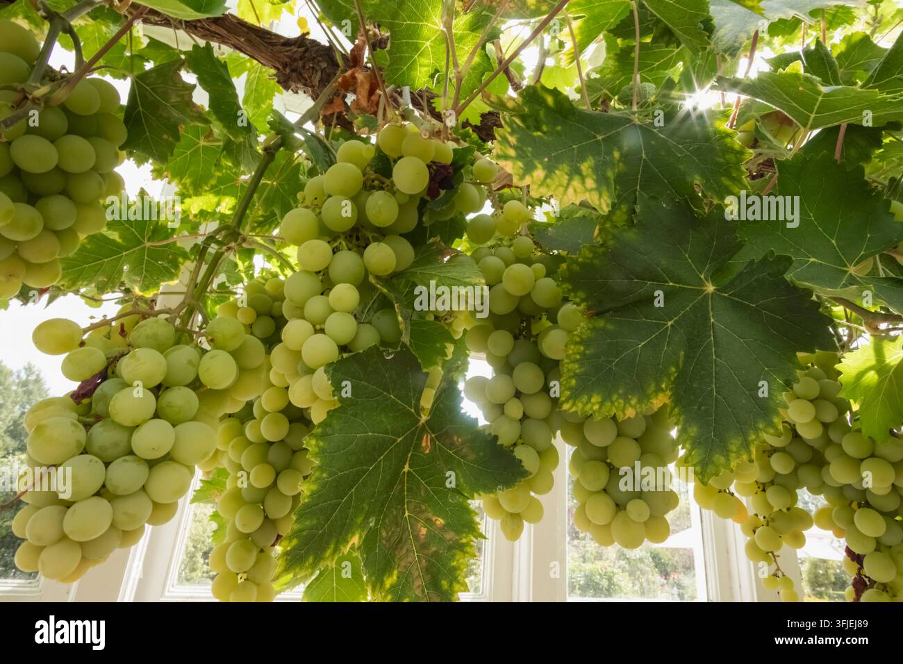 Angleterre, Hampshire, Test Valley, Stockbridge, Houghton Lodge Gardens, Raisins sur la vigne Banque D'Images