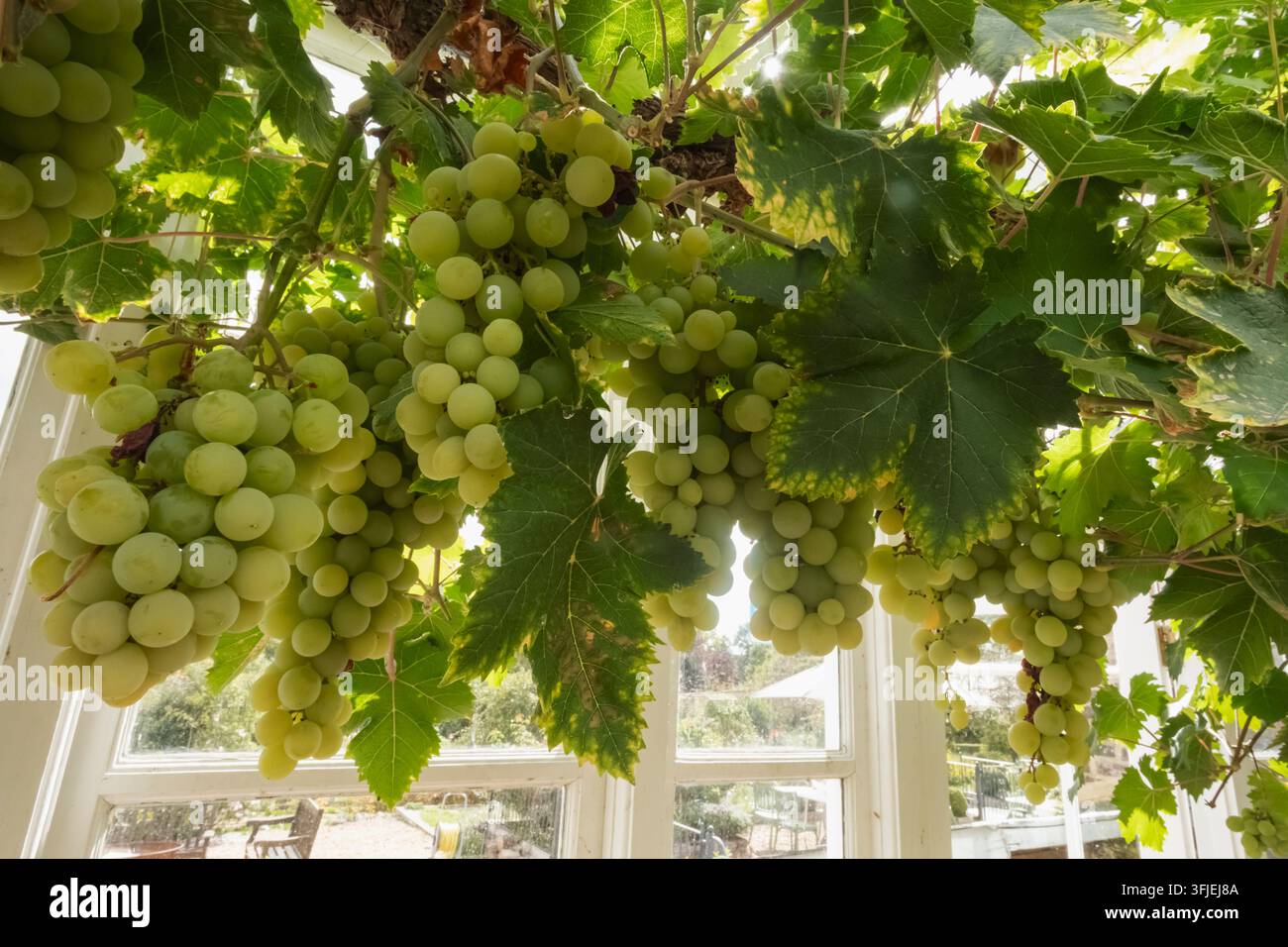 Angleterre, Hampshire, Test Valley, Stockbridge, Houghton Lodge Gardens, Raisins sur la vigne Banque D'Images
