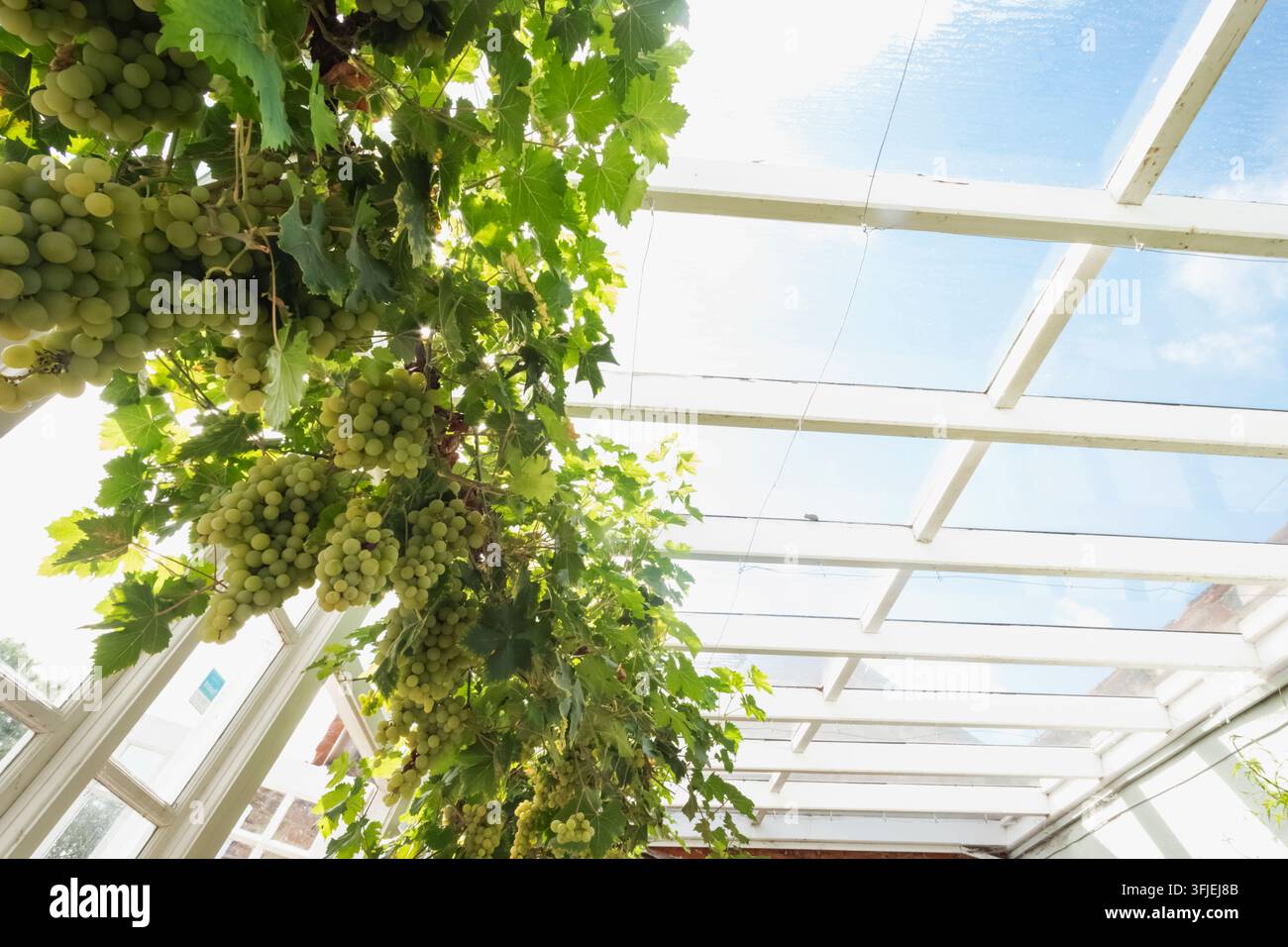 Angleterre, Hampshire, Test Valley, Stockbridge, Houghton Lodge Gardens, Raisins sur la vigne Banque D'Images