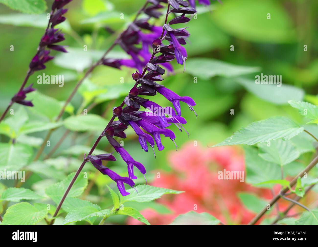 Un gros plan de Salvia 'Amistad' Banque D'Images