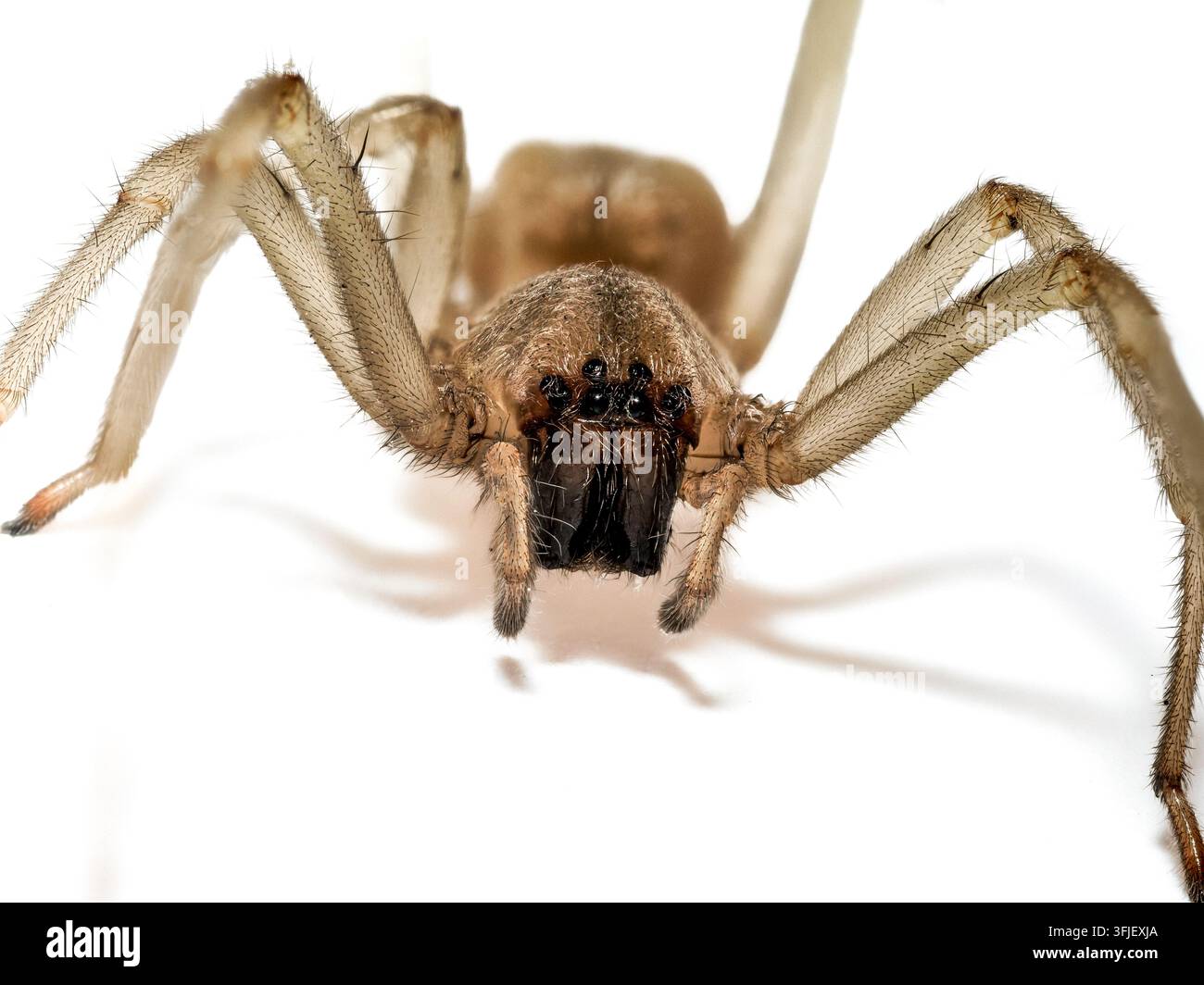 Araignée domestique (Eratigena sp.) en gros plan extrême montrant les chélicères et les longues pattes Banque D'Images