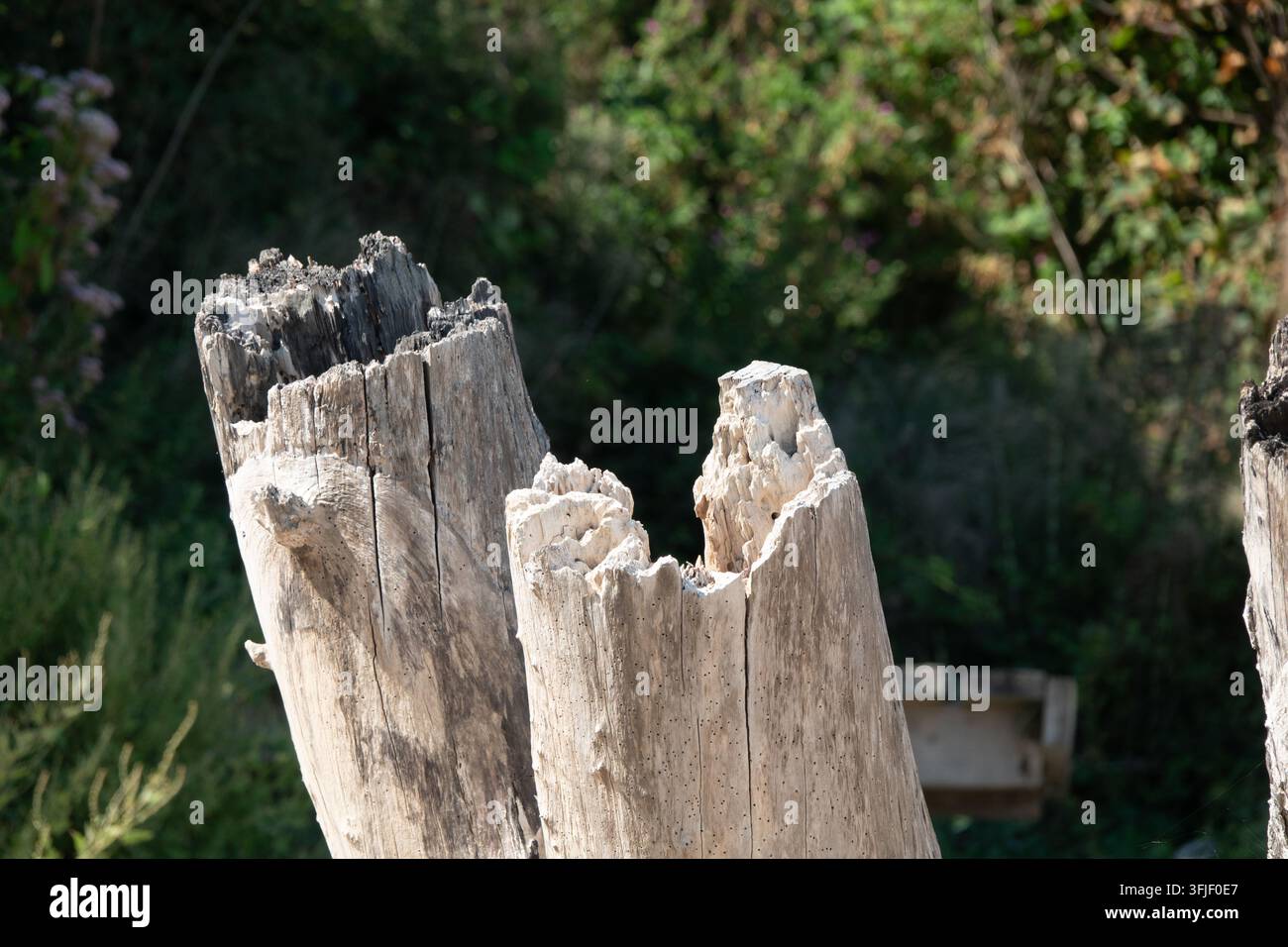 Bembridge Racines d'arbres décolorées par le soleil Banque D'Images