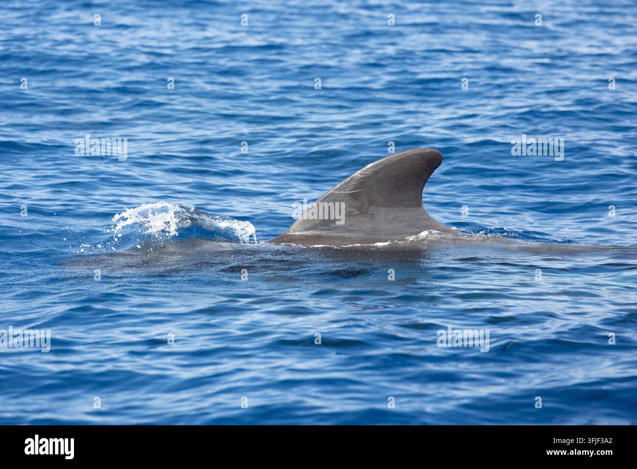 Nageoire dorsale d'un globicéphale émergeant des eaux bleues de l'océan avec des éclaboussures Banque D'Images