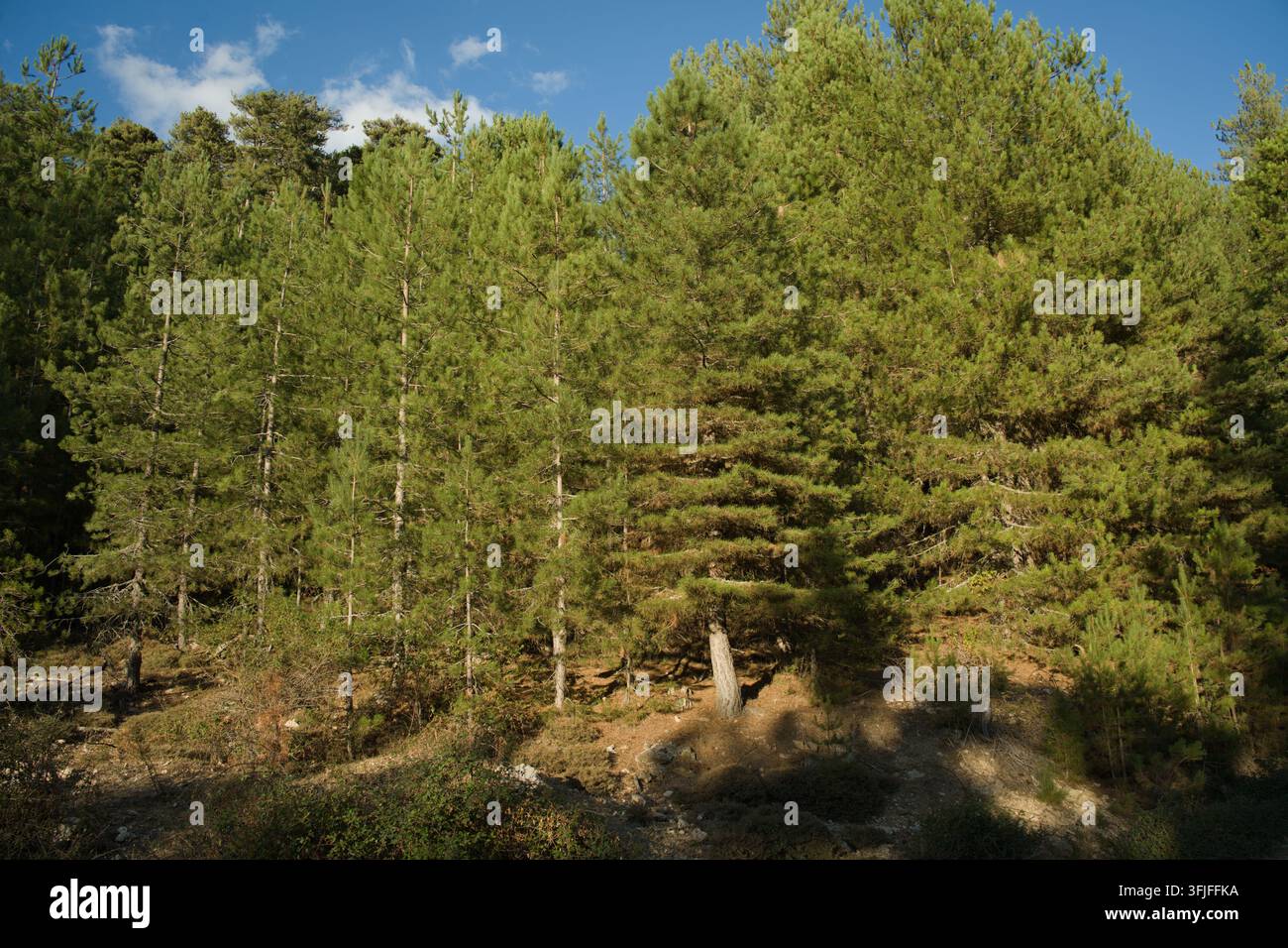 forêt d'Evisa (pin laricio) Banque D'Images