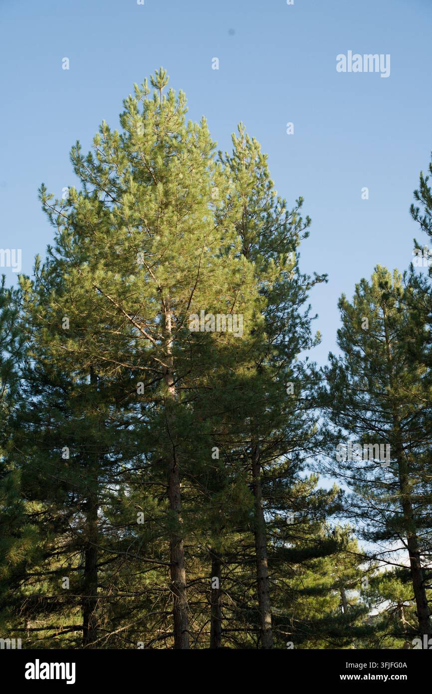 forêt d'Evisa (pin laricio) Banque D'Images