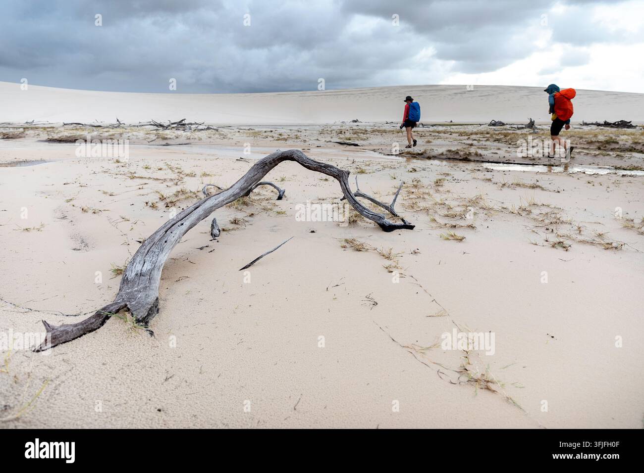 Troncs d'arbres morts décolorés par le soleil, dressés parmi des dunes de sable blanc à Lencois Maranhenses, avec un groupe de randonneurs touristiques en arrière-plan. Banque D'Images