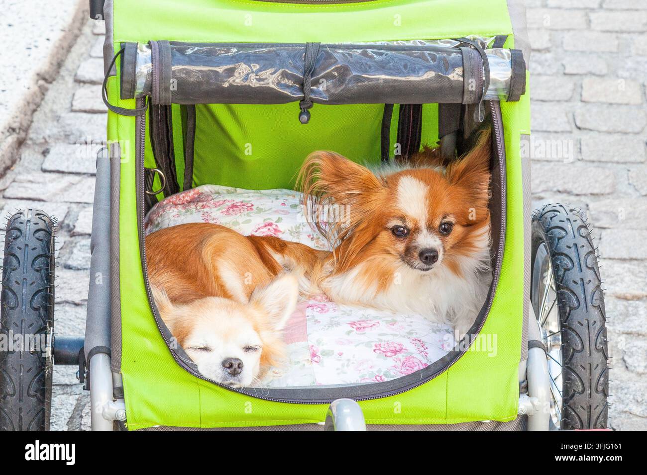 Deux adorables petits chiens Poméraniens dans une poussette lors d'une promenade en ville. Gros plan sur eux allongés sur des couvertures à l'intérieur.Transportation Banque D'Images