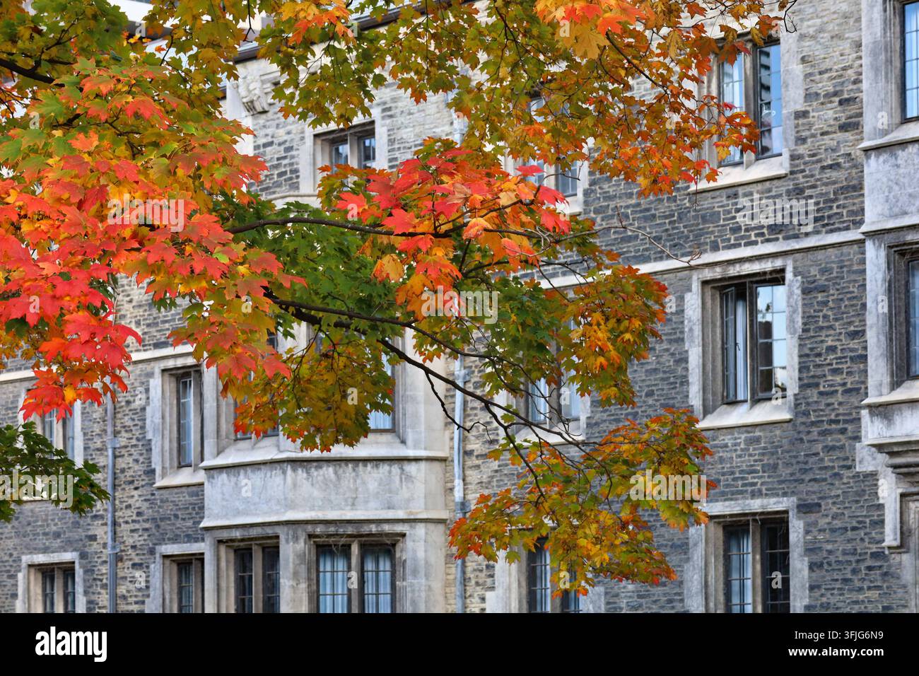 Érable aux couleurs automnales devant un bâtiment en pierre de style gothique Banque D'Images
