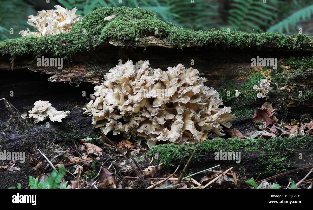 Champignon Hen of the Woods - Grifola frondosa Banque D'Images