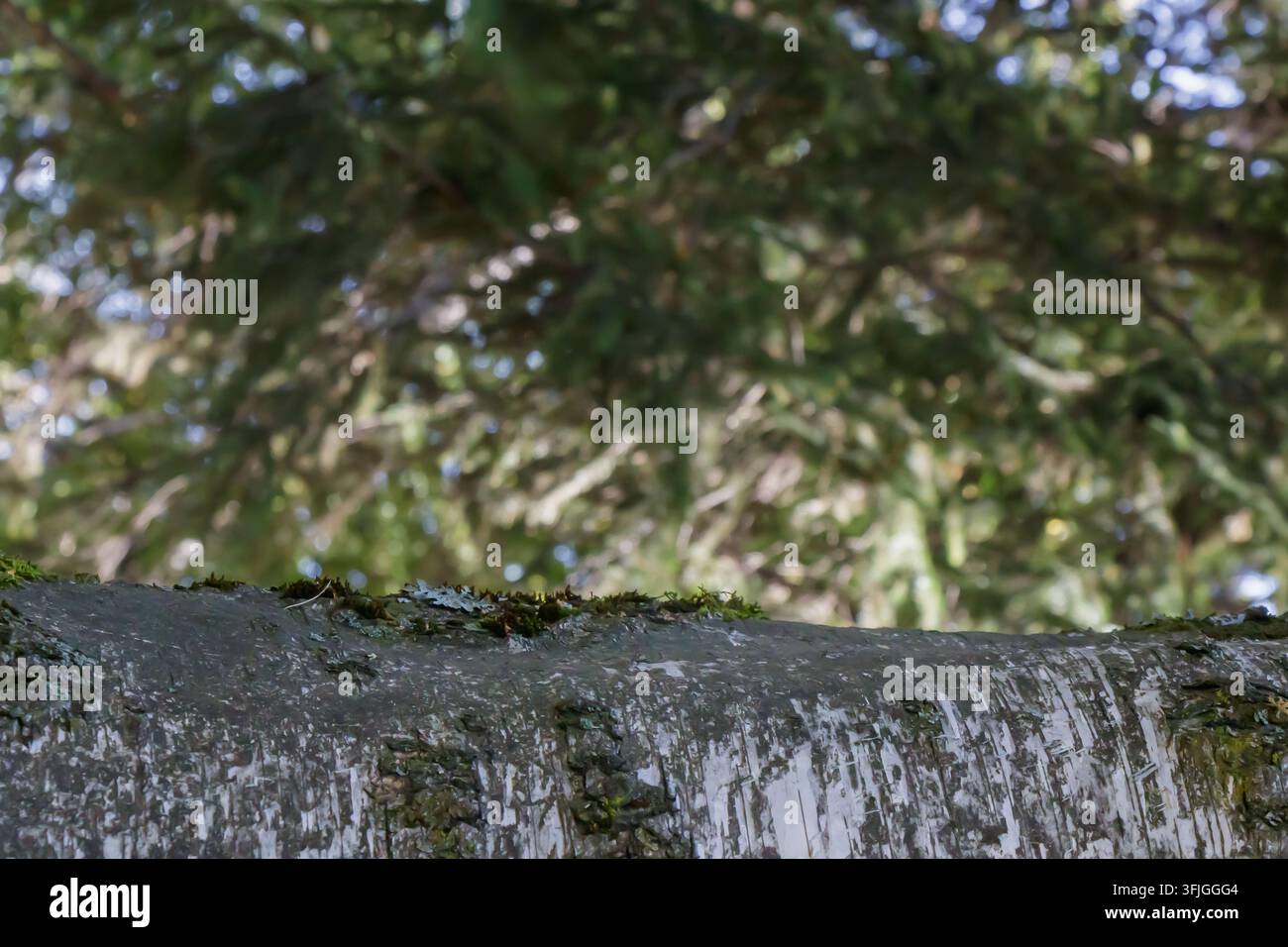 Grossissement d'écorce de bouleau pâle avec de la mousse et des lichens poussant le long du tronc, isolé sur un fond de forêt verte légèrement flou sous une lumière naturelle Banque D'Images