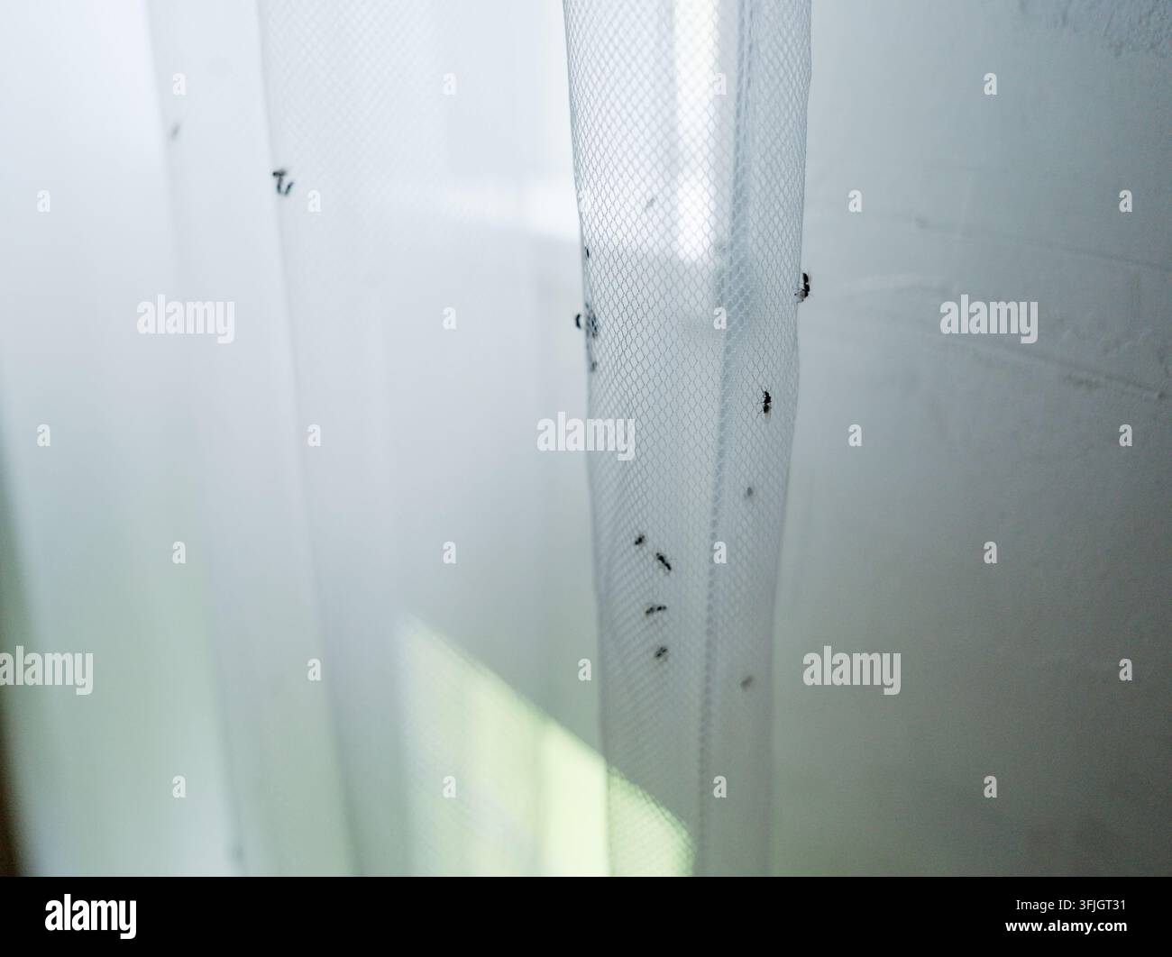 Close-up d'un rideau en maille blanche infesté de fourmis rampant. Ces nuisibles ont envahi l'intérieur de la maison, créant une situation inconfortable pour les résidents. La colonie s'installe sur le tissu près de la fenêtre Banque D'Images