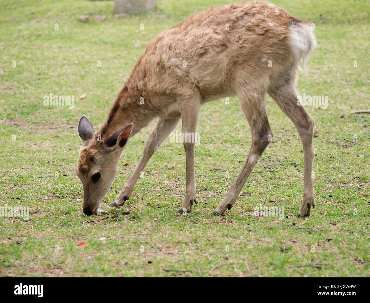 Cerf Sika broutant de l'herbe au parc de Nara, au Japon Banque D'Images