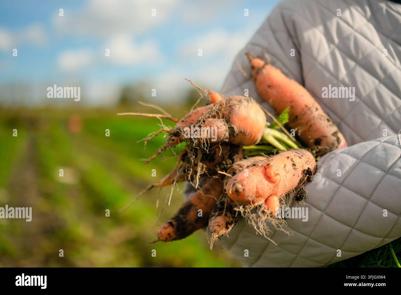 Les mains d'un fermier dans un gant matelassé tiennent des carottes fraîchement cueillies avec de la terre en un gros plan doux en plein air. La prise texturée et terreuse révèle des produits biologiques authentiques et doux cueillis au champ. Banque D'Images