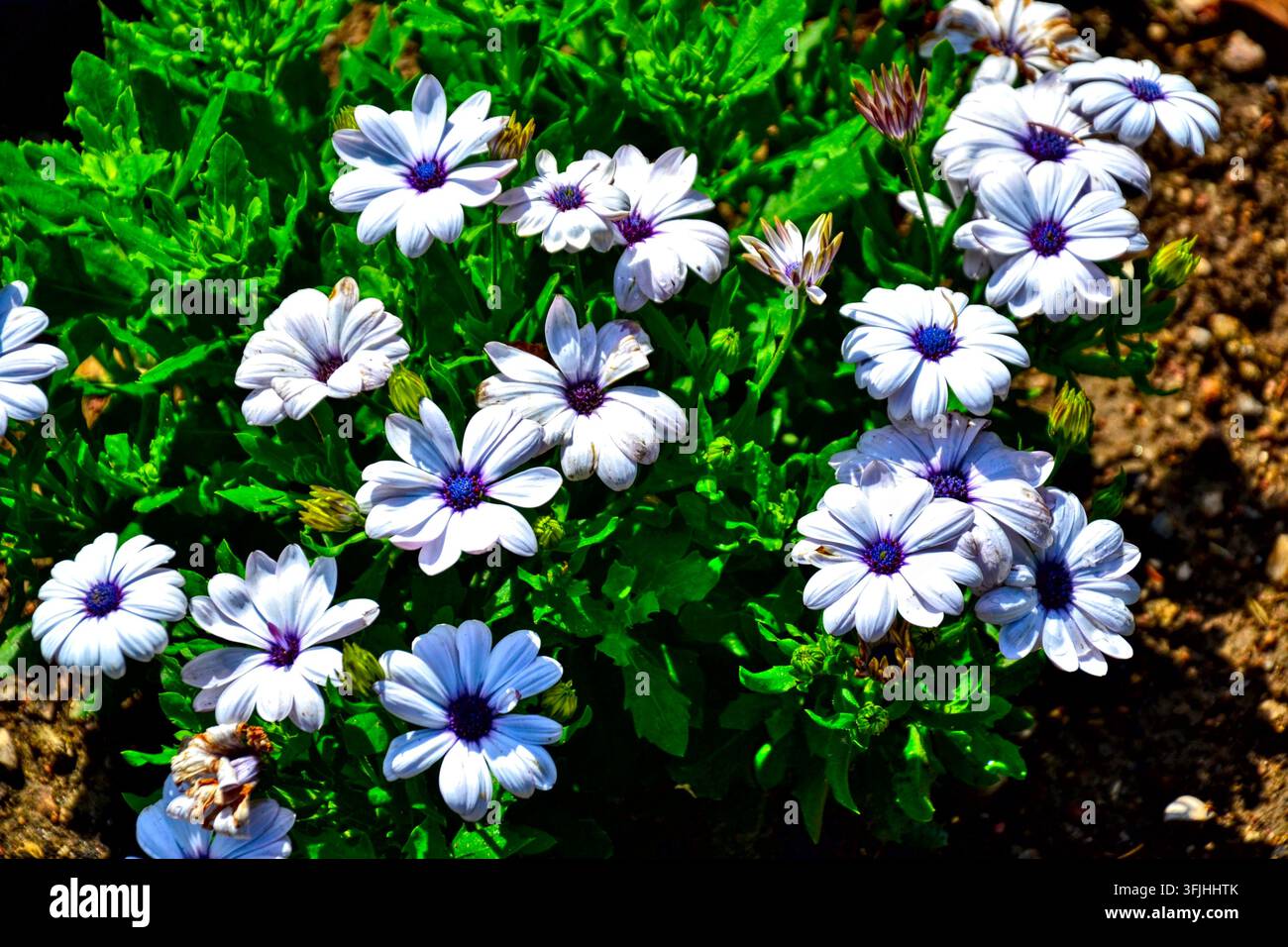 Osteospermum ecklonis blancs, marguerites africaines avec centres violets en pleine floraison, jardin botanique de Lyon, arrière-plan floral estival vibrant Banque D'Images