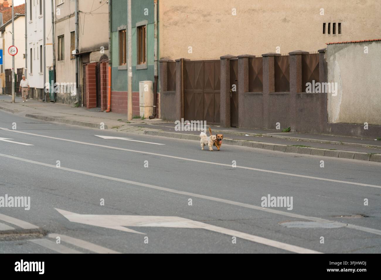 Deux chiens marchent dans une rue résidentielle à Sibiu, en Roumanie, explorant le quartier lors d'une promenade de l'après-midi. Banque D'Images