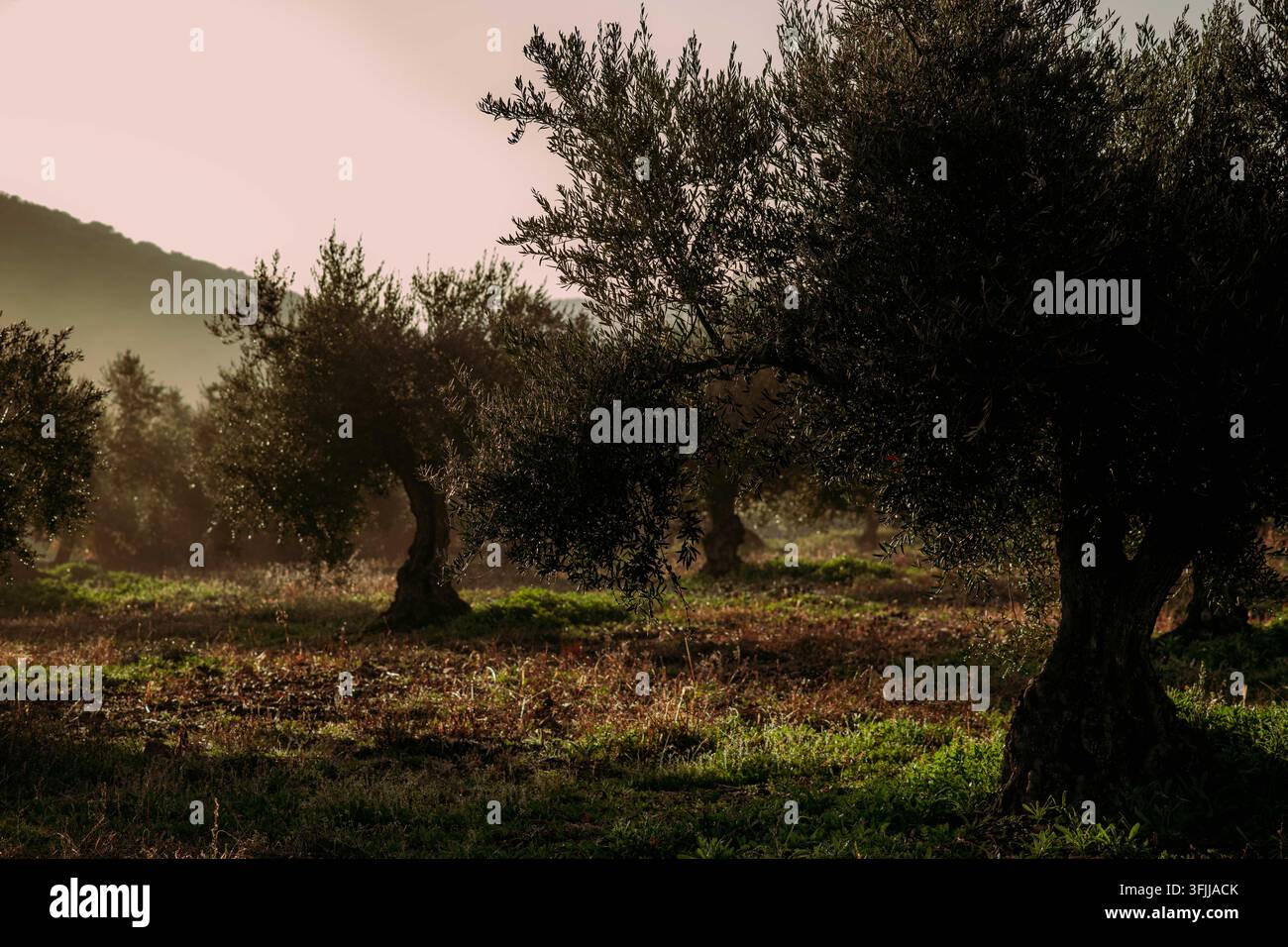 Rangées d'oliviers avec le brouillard qui dévale les montagnes Banque D'Images