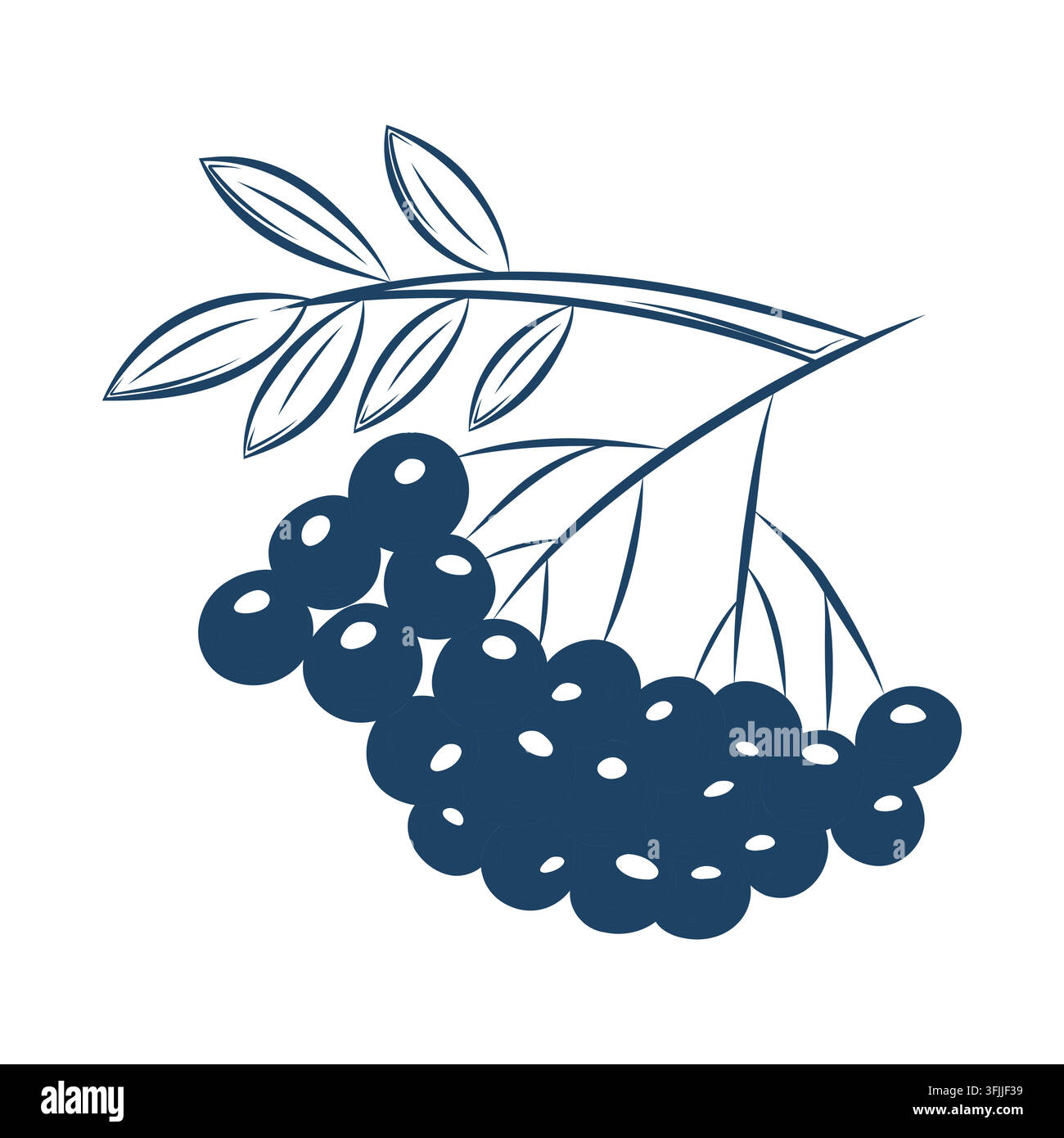 Illustration vectorielle d'une branche de baies de sorbier en art linéaire bleu foncé Illustration de Vecteur