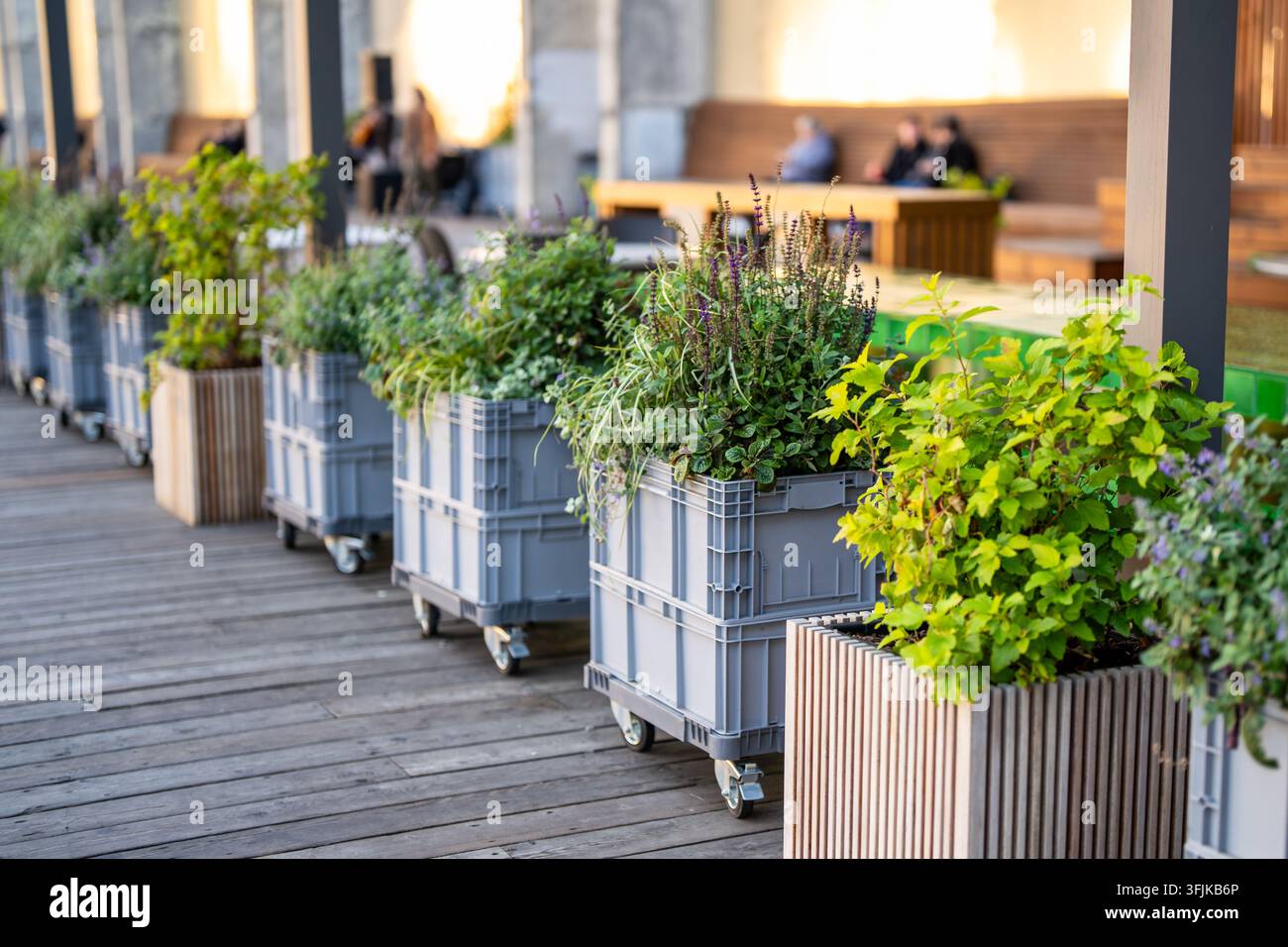 Terrasse de café de rue avec plusieurs parterres de fleurs mobiles sur roues dans des boîtes en plastique contenant des herbes aromatiques. Banque D'Images