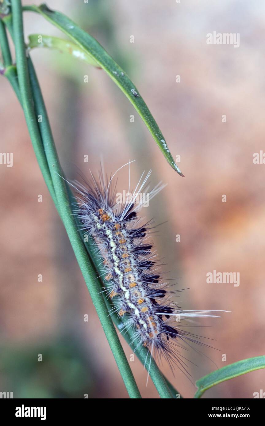 Euchaetes zella, un papillon tigré Banque D'Images