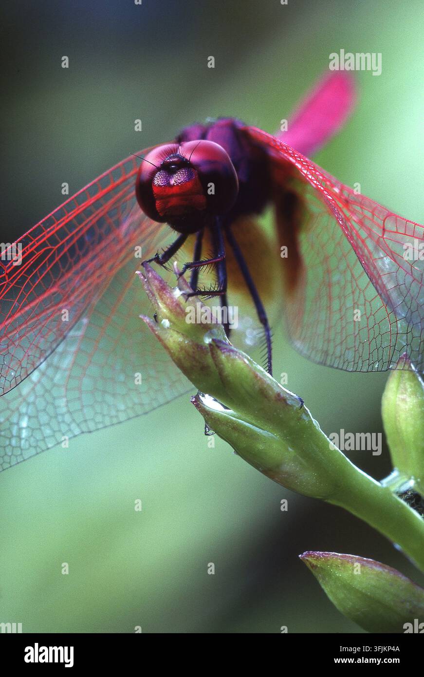 MALE ADULTE CRIMSON MARSH GLIDER (TRITHEMIS AURORA) ÉGALEMENT CONNU SOUS LE NOM DE LIBELLE À AILES CRIMSON, PERCHÉ AVEC LES AILES DÉPLOIÉES SUR UNE PLANTE, SINGAPOUR. Banque D'Images