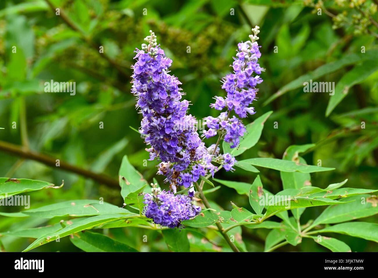 Fleurs de l'arbre chaste (Vitex agnus castus). Arbuste décidue des Lamiaceae, Banque D'Images