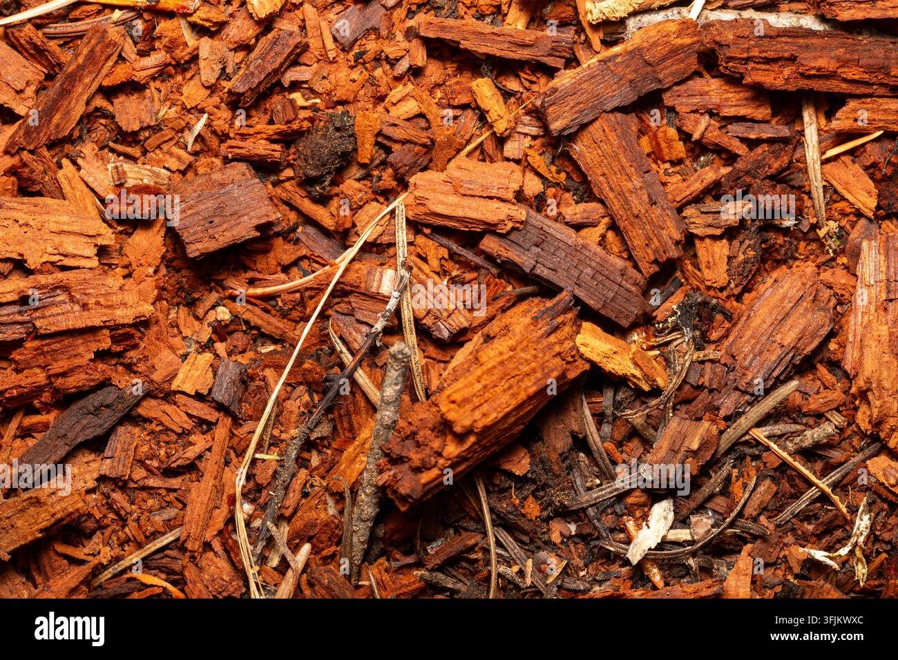 Vue aérienne d’un riche paillis de bois orange avec des aiguilles de pin au sol. Un gros plan de copeaux de bois brun rougeâtre mélangés à des débris forestiers. Banque D'Images
