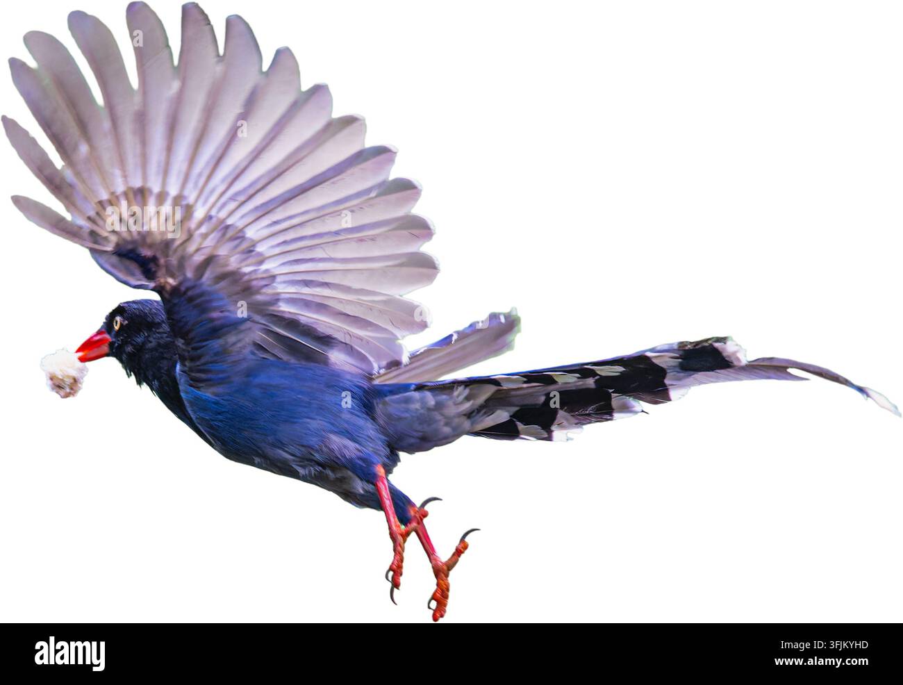 Magpie bleue de Formose en vol portant de la nourriture dans son bec rouge, isolée sur fond blanc. Présente un plumage bleu, une longue queue et des pattes rouges. Banque D'Images