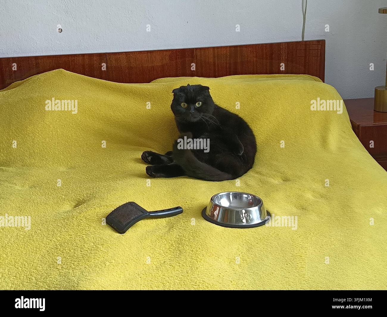 Chat noir à oreilles plissées assis près de la gamelle et de la brosse de toilettage Banque D'Images