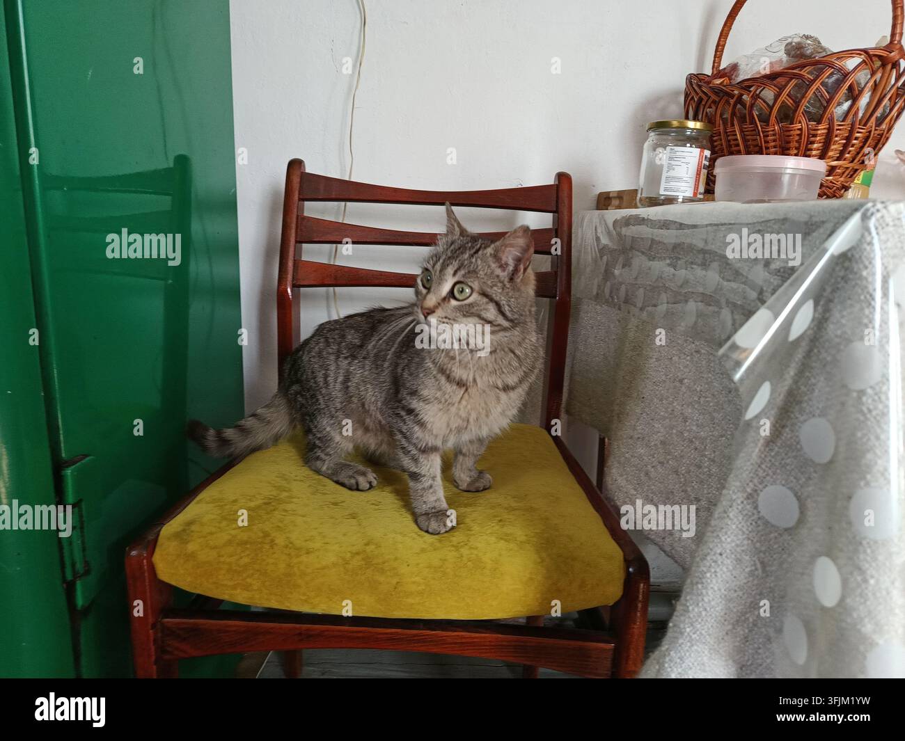 Joli chat tigré gris assis sur une chaise en bois dans une maison confortable Banque D'Images
