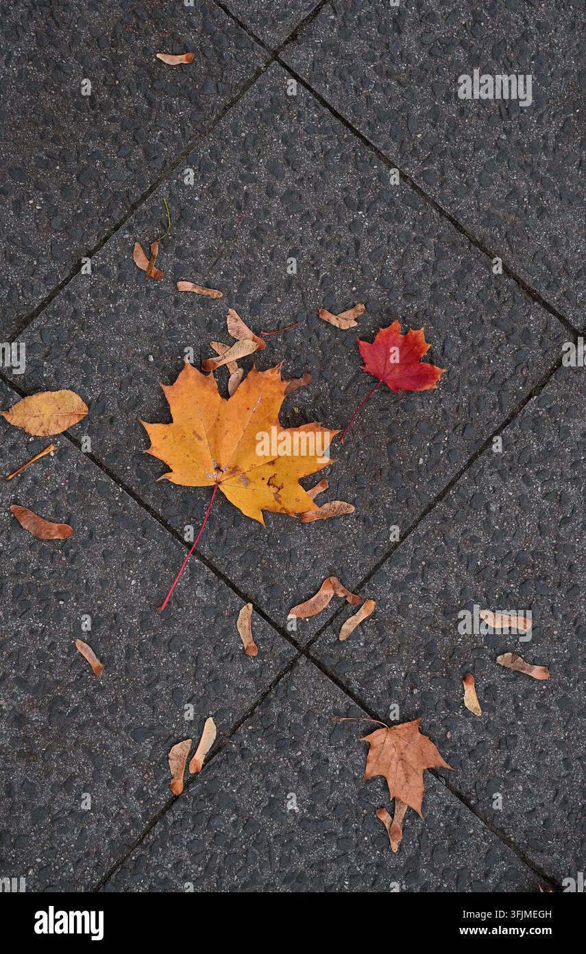Vue aérienne de feuilles d'érable jaune vif et rouge tombées sur un revêtement d'asphalte sombre Banque D'Images