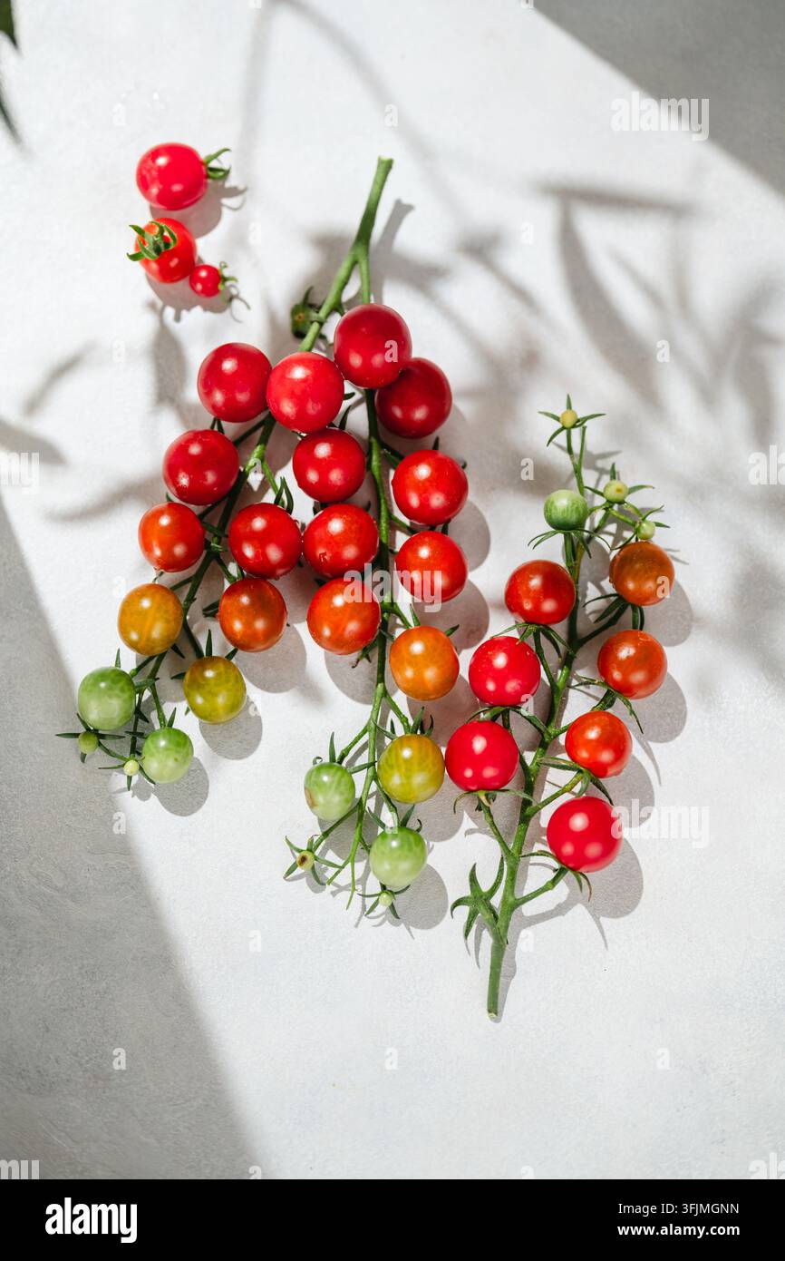 Tomates cerises colorées mûrissant sur la vigne avec des ombres dures Banque D'Images