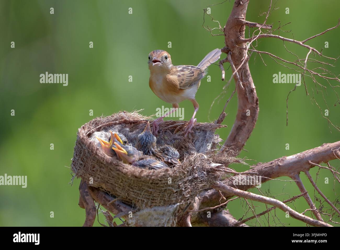 Petit oiseau brun s'occupe des poussins affamés dans le nid Banque D'Images