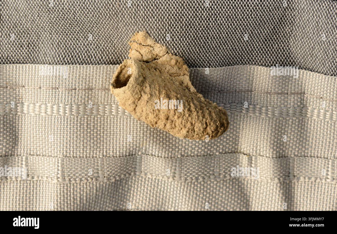 Nid de boue d'une guêpe solitaire asiatique ou guêpe potière (Sceliphron curvatum) sur un rideau à l'intérieur d'une maison, à la maison Banque D'Images