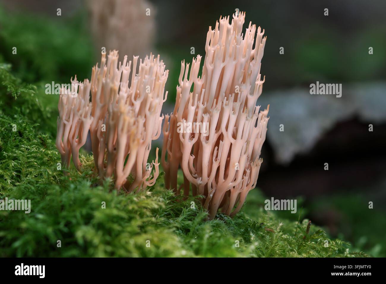 Champignon corail rose poussant dans la mousse sur le sol d'une forêt en automne Banque D'Images