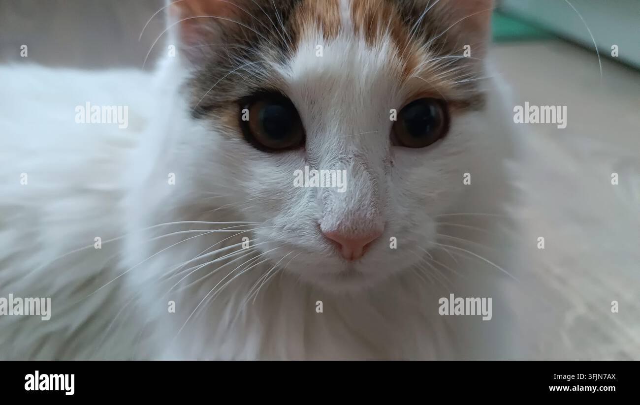 Portrait rapproché d'un chat calico à poils longs et duveteux allongé avec de grands yeux écarquillés, animal de compagnie curieux regardant intensément l'appareil photo contre un Banque D'Images