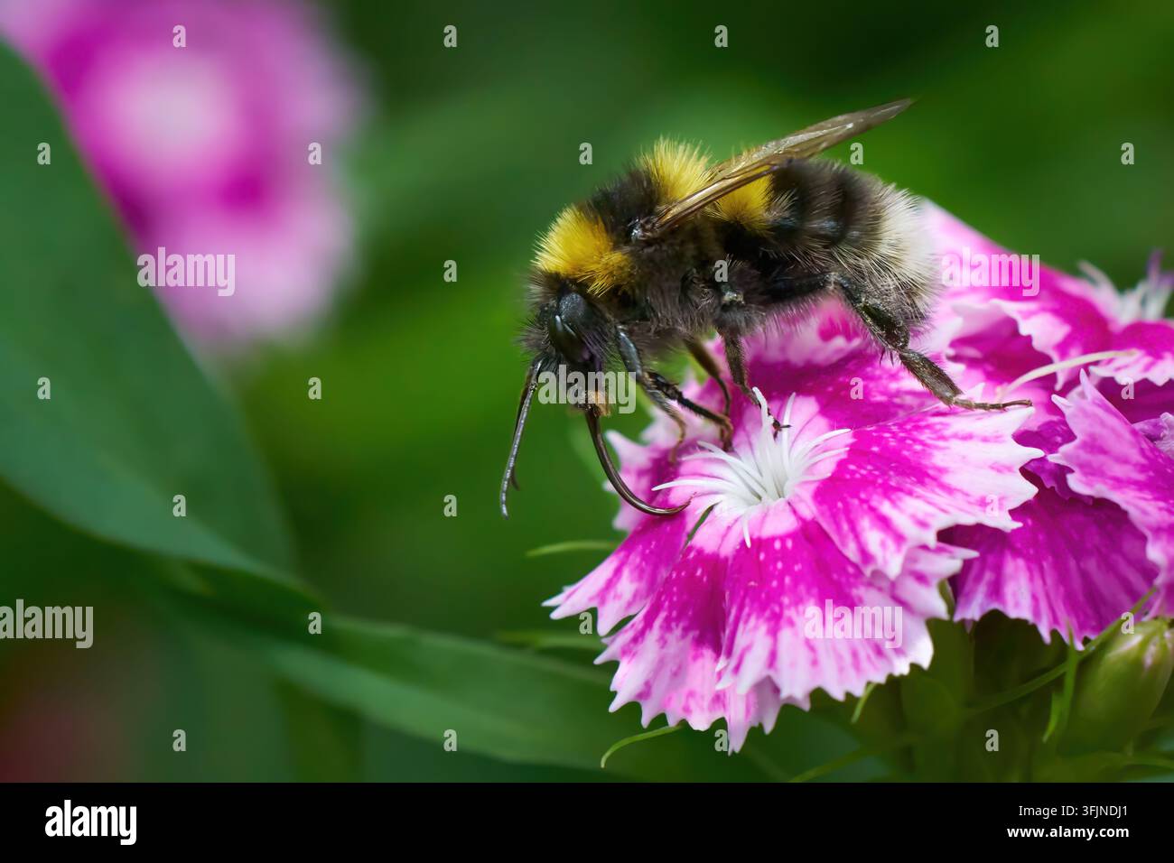 Bourdon des jardins (Bombus hortorum) avec le proboscis étendu sur une Sweet William Banque D'Images