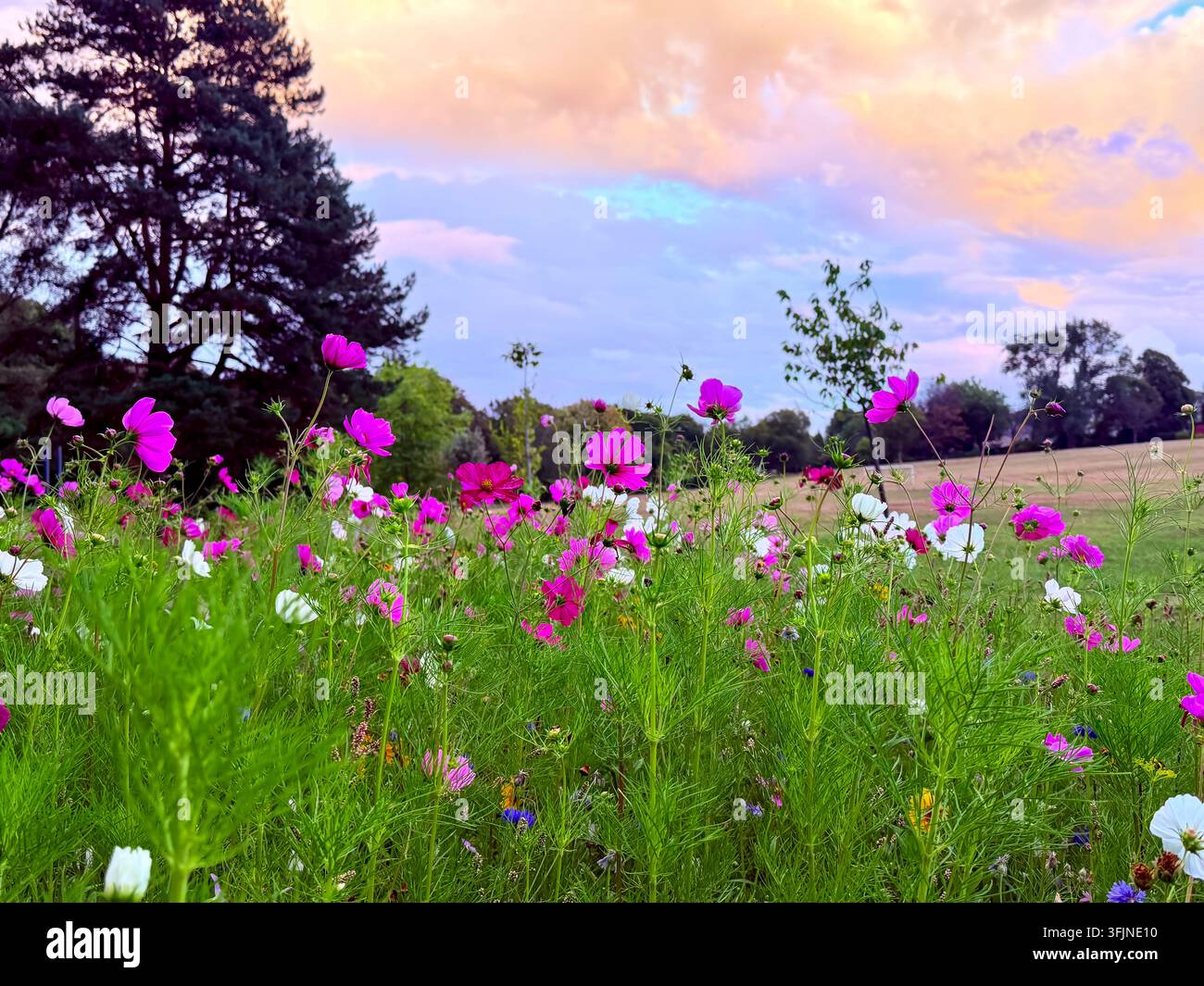 Fleurs sauvages colorées roses et blanches de cosmos en fleurs dans un champ sous un ciel pastel vif au coucher du soleil. Banque D'Images