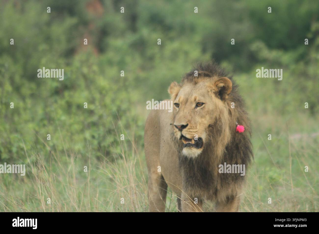 Lion mâle africain avec un dard tranquillisant lors de travaux de recherche et de conservation sur la faune sauvage dans la nature. Travail de terrain pour la recherche sur les lions Banque D'Images