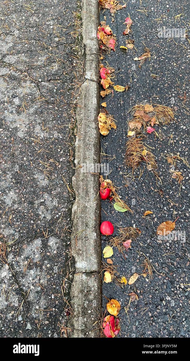 Pommes rouges tombées et feuilles d'automne à côté du trottoir sur l'asphalte mouillé Banque D'Images