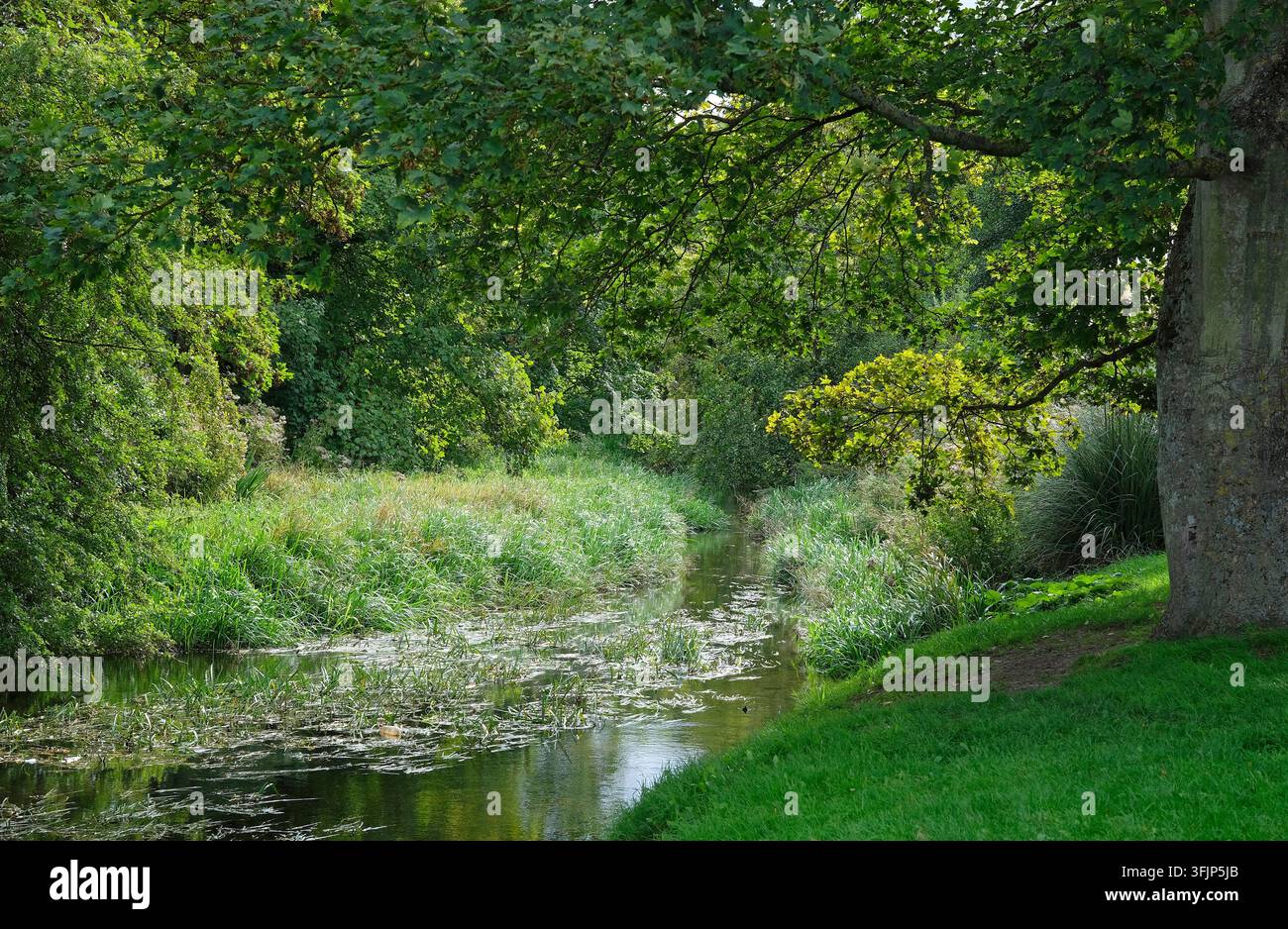 river wensum, fakenham, norfolk, angleterre Banque D'Images