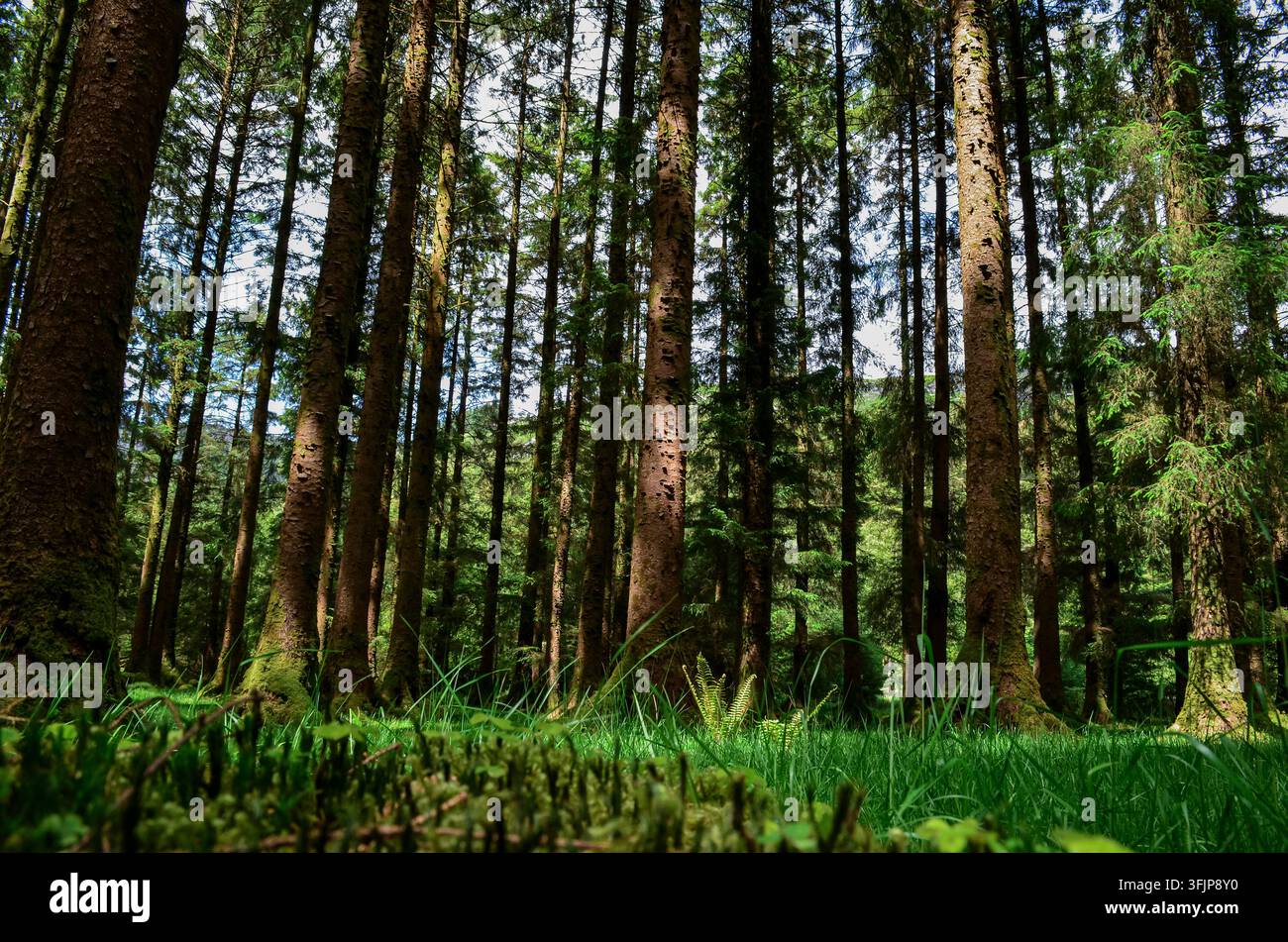 Vue en contre-plongée d'une forêt luxuriante et verte avec de grands conifères et une végétation dense recouvrant le sol de la forêt. Banque D'Images